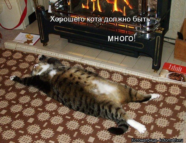 Хорошего кота должно быть много!... Котоматрица: Хорошего кота должно быть много!