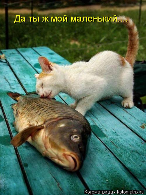 Да ты ж мой маленький....... Котоматрица: Да ты ж мой маленький....