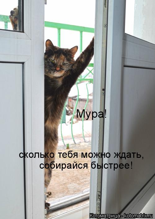 Мура! сколько тебя можно ждать,собирайся быстрее, сколько тебя можно ждать, собирайся быстрее!... Котоматрица: Мура! сколько тебя можно ждать,собирайся быстрее, сколько тебя можно ждать, собирайся быстрее!