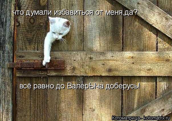 что думали избавиться от меня,да? всё равно до ВалерЫча доберусь!... Котоматрица: что думали избавиться от меня,да? всё равно до ВалерЫча доберусь!