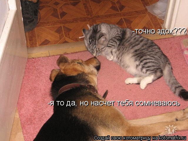 -точно здох??? -я то да, но насчет тебя сомневаюсь... Котоматрица: -точно здох??? -я то да, но насчет тебя сомневаюсь