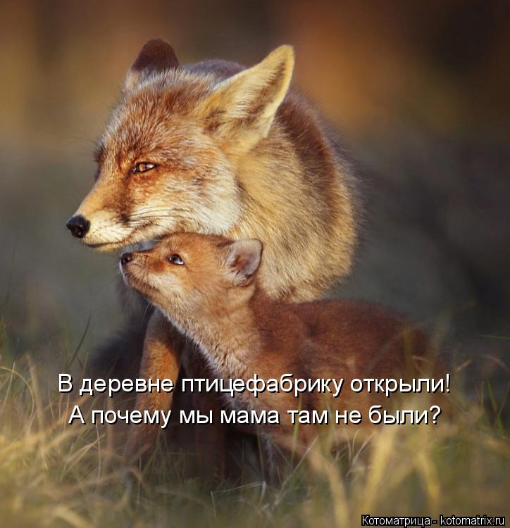 В деревне птицефабрику открыли! А почему мы мама там не были?... Котоматрица: В деревне птицефабрику открыли! А почему мы мама там не были?