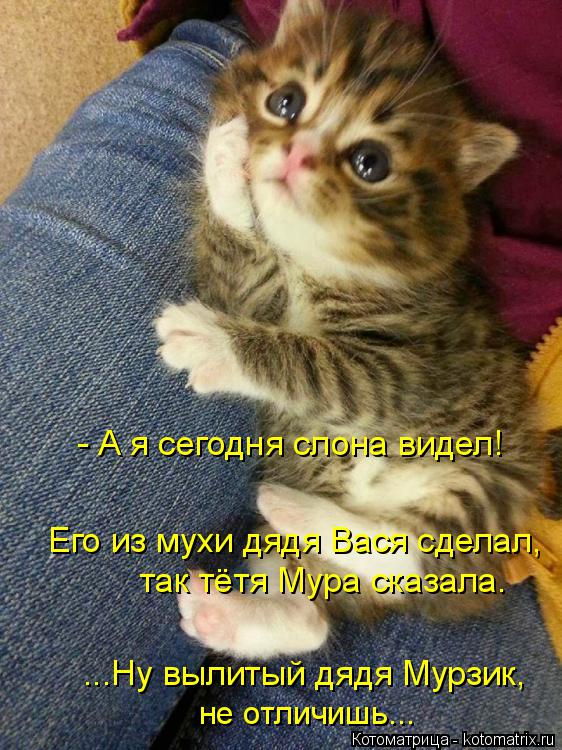 - А я сегодня слона видел! Его из мухи дядя Вася сделал, так тётя Мура сказала. ...Ну вылитый дядя Му... Котоматрица: - А я сегодня слона видел! Его из мухи дядя Вася сделал, так тётя Мура сказала. ...Ну вылитый дядя Мурзик, не отличишь...
