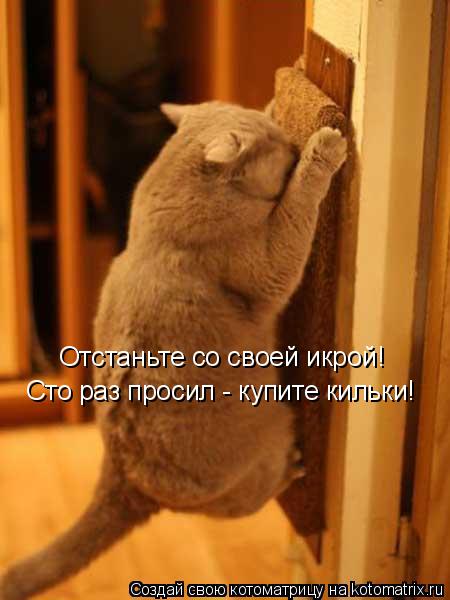 Отстаньте со своей икрой! Сто раз просил - купите кильки!... Котоматрица: Отстаньте со своей икрой! Сто раз просил - купите кильки!