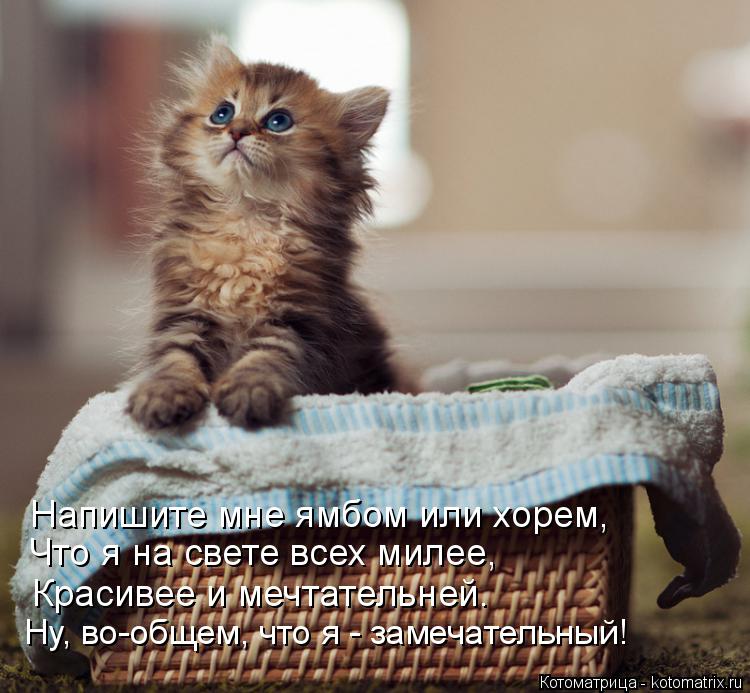 Ну, во-общем, что я - замечательный! Красивее и мечтательней. Что я на свете всех милее, Напишите мне... Котоматрица: Ну, во-общем, что я - замечательный! Красивее и мечтательней. Что я на свете всех милее, Напишите мне ямбом или хорем,