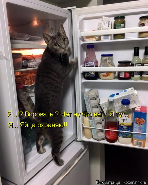 Я...!? Воровать!? Нет ну что вы... Я тут... Я... Яйца охраняю!!... Котоматрица: Я...!? Воровать!? Нет ну что вы... Я тут... Я... Яйца охраняю!!