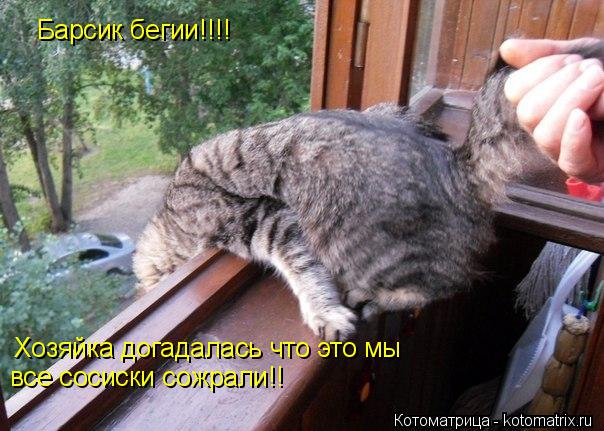 Барсик бегии!!!! Хозяйка догадалась что это мы все сосиски сожрали!!... Котоматрица: Барсик бегии!!!! Хозяйка догадалась что это мы все сосиски сожрали!!