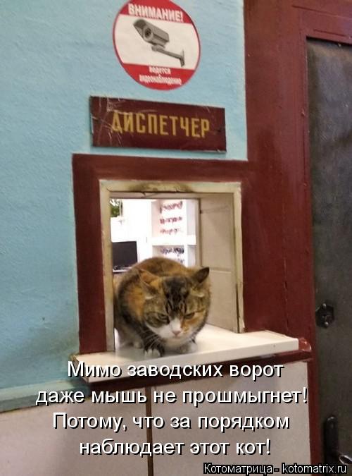 Мимо заводских ворот даже мышь не прошмыгнет! Потому, что за порядком наблюдает этот кот!... Котоматрица: Мимо заводских ворот даже мышь не прошмыгнет! Потому, что за порядком наблюдает этот кот!