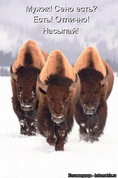 Мужик! Сено есть? Есть! Отлично! Насыпай!... Котоматрица: Мужик! Сено есть? Есть! Отлично! Насыпай!