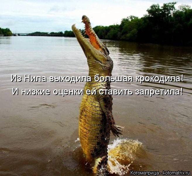 Из Нила выходила большая крокодила! И низкие оценки ей ставить запретила!... Котоматрица: Из Нила выходила большая крокодила! И низкие оценки ей ставить запретила!