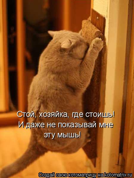 Стой, хозяйка, где стоишь! И даже не показывай мне эту мышь!... Котоматрица: Стой, хозяйка, где стоишь! И даже не показывай мне эту мышь!