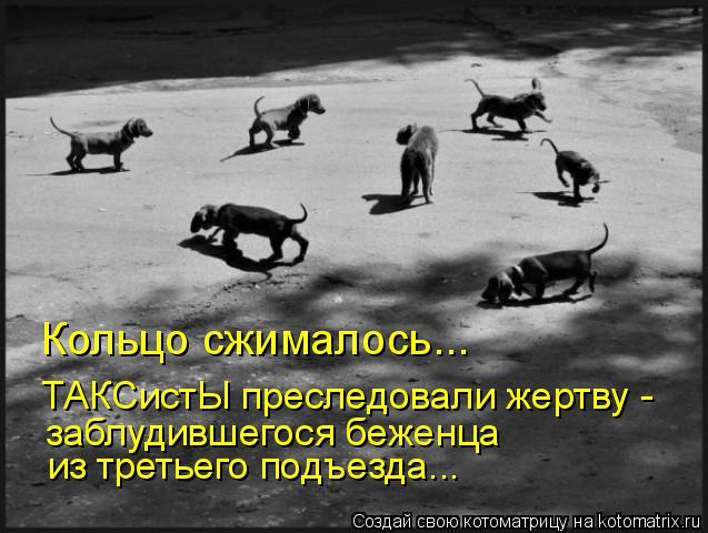 Кольцо сжималось... ТАКСистЫ преследовали жертву - заблудившегося беженца из третьего подъезда...... Котоматрица: Кольцо сжималось... ТАКСистЫ преследовали жертву - заблудившегося беженца из третьего подъезда...