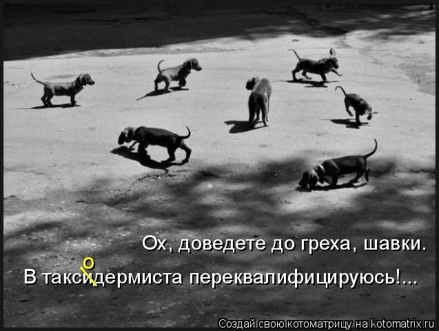 Ох, доведете до греха, шавки. В таксидермиста переквалифицируюсь!... __ о... Котоматрица: Ох, доведете до греха, шавки. В таксидермиста переквалифицируюсь!... __ о
