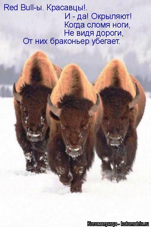 Котоматрица: Red Bull-ы. Красавцы!. И - да! Окрыляют! Когда сломя ноги, Не видя дороги, От них браконьер убегает.