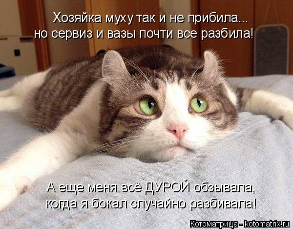 Котоматрица: Хозяйка муху так и не прибила... но сервиз и вазы почти все разбила! А еще меня всё ДУРОЙ обзывала, когда я бокал случайно разбивала!