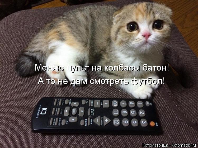 Котоматрица: А то не дам смотреть футбол! Меняю пульт на колбасы батон!