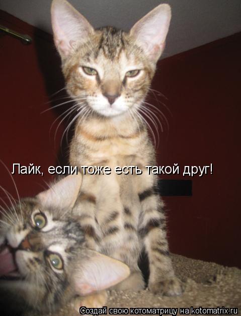 Котоматрица: Лайк, если тоже есть такой друг!