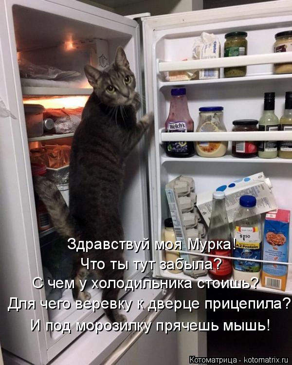 Здравствуй моя Мурка! Что ты тут забыла? С чем у холодильника стоишь? Для чего веревку к дверце прице... Котоматрица: Здравствуй моя Мурка! Что ты тут забыла? С чем у холодильника стоишь? Для чего веревку к дверце прицепила? И под морозилку прячешь мышь!
