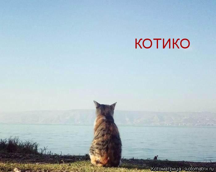 КОТИКО... Котоматрица: КОТИКО