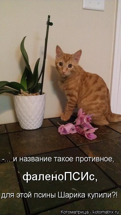 -... и название такое противное, фаленоПСИс, для этой псины Шарика купили?!... Котоматрица: -... и название такое противное, фаленоПСИс, для этой псины Шарика купили?!