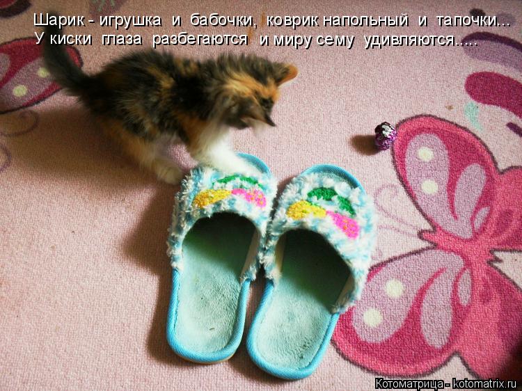 Шарик - игрушка и бабочки, коврик напольный и тапочки... У киски глаза разбегаются и миру с... Котоматрица: Шарик - игрушка и бабочки, коврик напольный и тапочки... У киски глаза разбегаются и миру сему удивляются.....