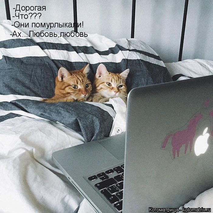 -Дорогая -Что??? -Они помурлыкали! -Ах...Любовь,любовь... Котоматрица: -Дорогая -Что??? -Они помурлыкали! -Ах...Любовь,любовь