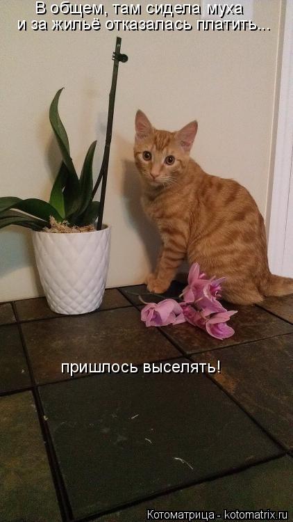 В общем, там сидела муха и за жильё отказалась платить... пришлось выселять!... Котоматрица: В общем, там сидела муха и за жильё отказалась платить... пришлось выселять!