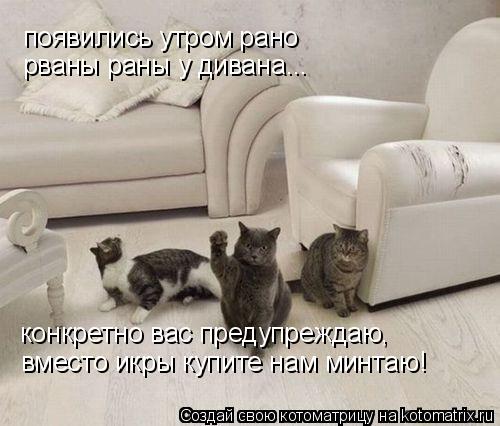 появились утром рано рваны раны у дивана... конкретно вас предупреждаю, вместо икры купите нам минтаю... Котоматрица: появились утром рано рваны раны у дивана... конкретно вас предупреждаю, вместо икры купите нам минтаю!