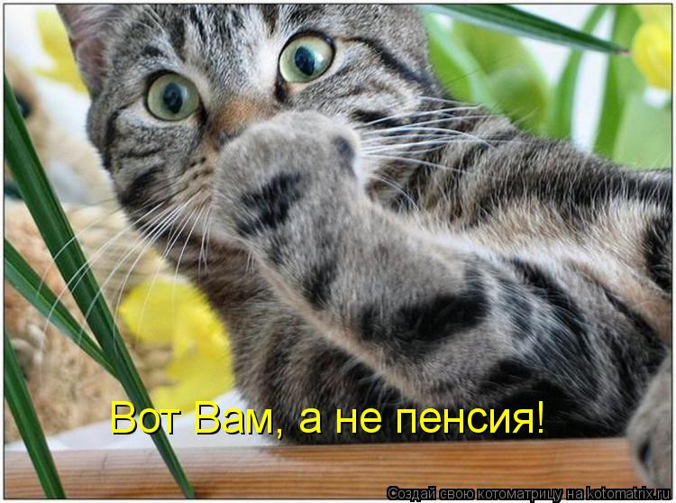 Вот Вам, а не пенсия!... Котоматрица: Вот Вам, а не пенсия!