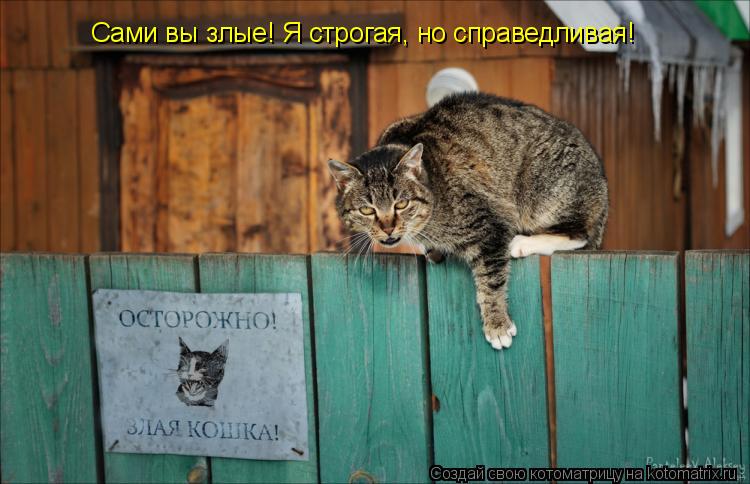 Сами вы злые! Я строгая, но справедливая!... Котоматрица: Сами вы злые! Я строгая, но справедливая!