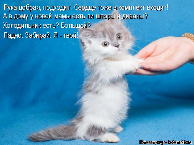 Рука добрая, подходит. Сердце тоже в комплект входит! А в дому у новой мамы есть ли шторы и диваны? Х... Котоматрица: Рука добрая, подходит. Сердце тоже в комплект входит! А в дому у новой мамы есть ли шторы и диваны? Холодильник есть? Большой? Ладно. Забирай. ?