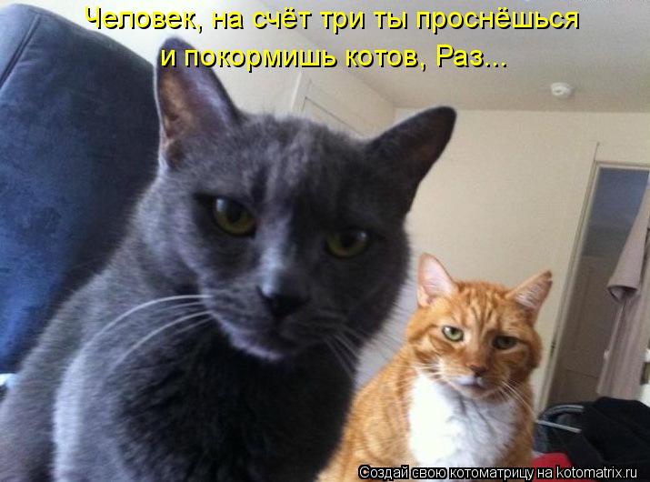 Человек, на счёт три ты проснёшься и покормишь котов, Раз...... Котоматрица: Человек, на счёт три ты проснёшься и покормишь котов, Раз...