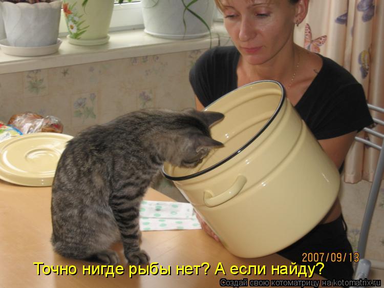 Точно нигде рыбы нет? А если найду?... Котоматрица: Точно нигде рыбы нет? А если найду?