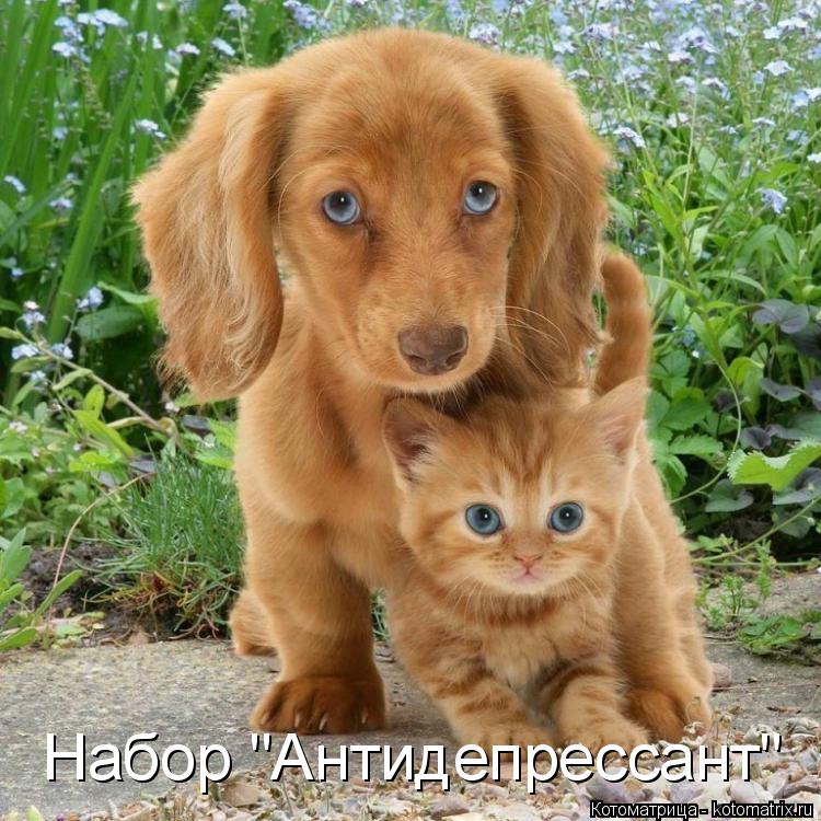Набор "Антидепрессант"... Котоматрица: Набор "Антидепрессант"