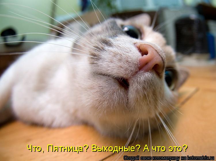 Что, Пятница? Выходные? А что это?... Котоматрица: Что, Пятница? Выходные? А что это?