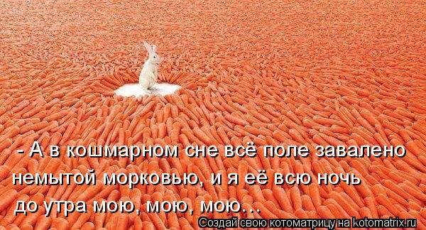 Котоматрица: - А в кошмарном сне всё поле завалено  немытой морковью, и я её всю ночь  до утра мою, мою, мою…