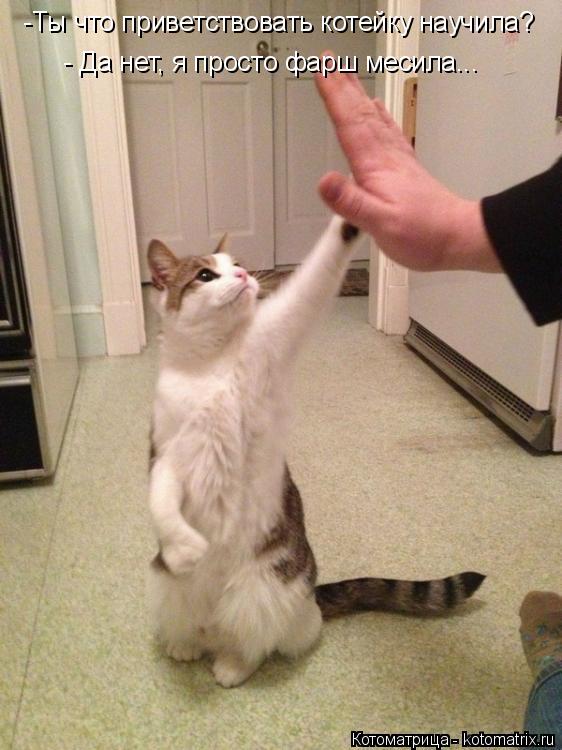 -Ты что приветствовать котейку научила? - Да нет, я просто фарш месила...... Котоматрица: -Ты что приветствовать котейку научила? - Да нет, я просто фарш месила...