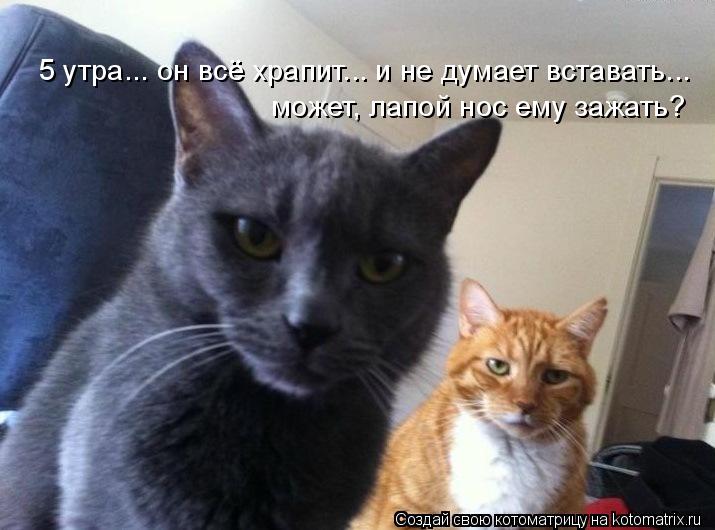 5 утра... он всё храпит... и не думает вставать... может, лапой нос ему зажать?... Котоматрица: 5 утра... он всё храпит... и не думает вставать... может, лапой нос ему зажать?