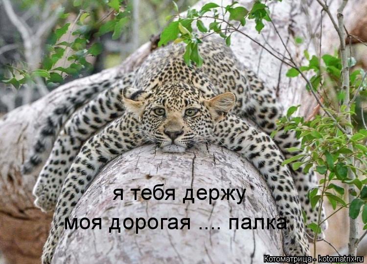 я тебя держу моя дорогая .... палка... Котоматрица: я тебя держу моя дорогая .... палка
