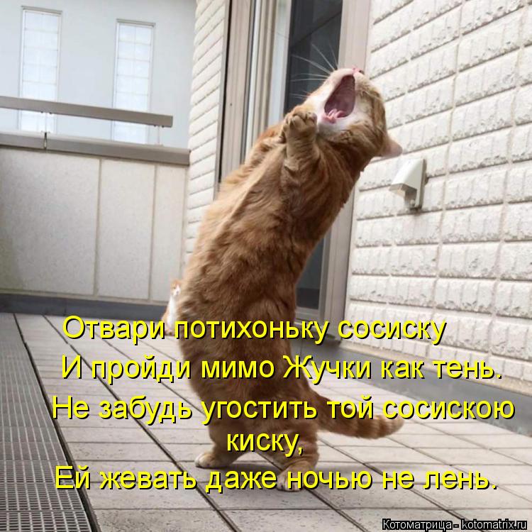 Котоматрица: Ей жевать даже ночью не лень. киску, Не забудь угостить той сосискою  И пройди мимо Жучки как тень. Отвари потихоньку сосиску