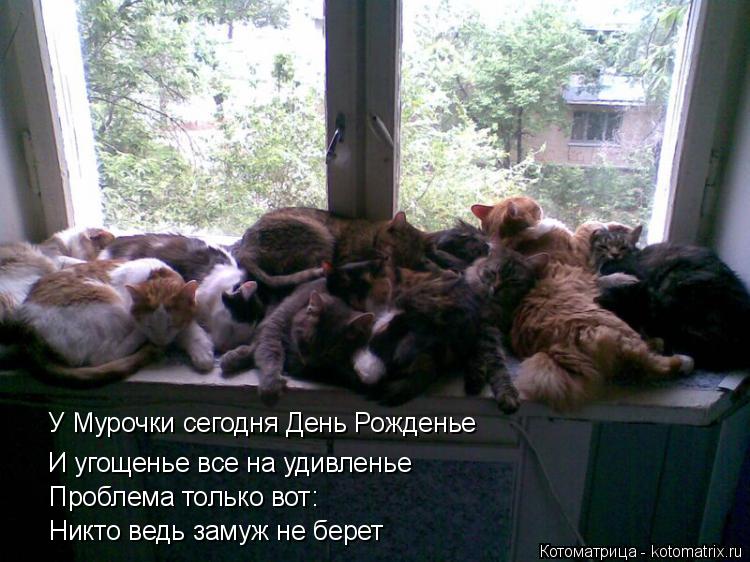 У Мурочки сегодня День Рожденье И угощенье все на удивленье Проблема только вот: Никто ведь замуж не ... Котоматрица: У Мурочки сегодня День Рожденье И угощенье все на удивленье Проблема только вот: Никто ведь замуж не берет