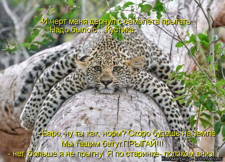 -И черт меня дёрнул с самолёта прыгать... Надо было с... Кустика. - Барс, ну ты как, норм? Скоро буде... Котоматрица: -И черт меня дёрнул с самолёта прыгать... Надо было с... Кустика. - Барс, ну ты как, норм? Скоро будешь на земле Мы тащим батут.ПРЫГАЙ!!! - нет, боль?