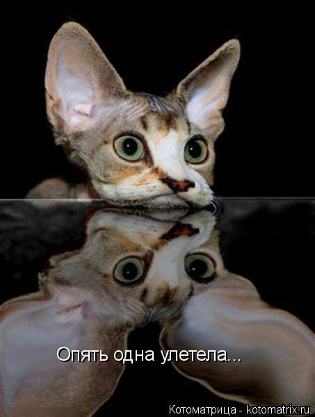 Опять одна улетела...... Котоматрица: Опять одна улетела...