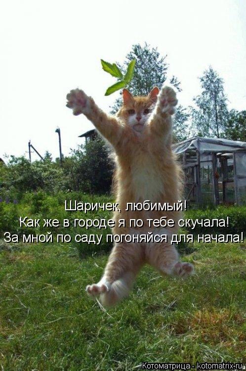 Котоматрица: Шаричек, любимый! Как же в городе я по тебе скучала! За мной по саду погоняйся для начала!