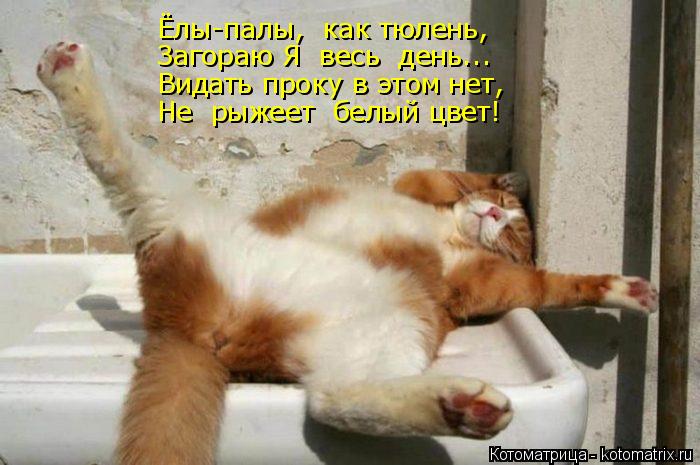 Ёлы-палы, как тюлень, Загораю Я весь день... Видать проку в этом нет, Не рыжеет белый цвет!... Котоматрица: Ёлы-палы, как тюлень, Загораю Я весь день... Видать проку в этом нет, Не рыжеет белый цвет!