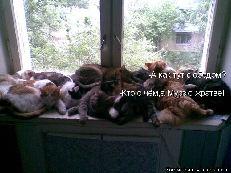 Котоматрица: -А как тут с обедом? -Кто о чём,а Мурз о жратве!