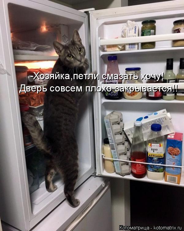 Котоматрица: -Хозяйка,петли смазать хочу!  Дверь совсем плохо закрывается!!