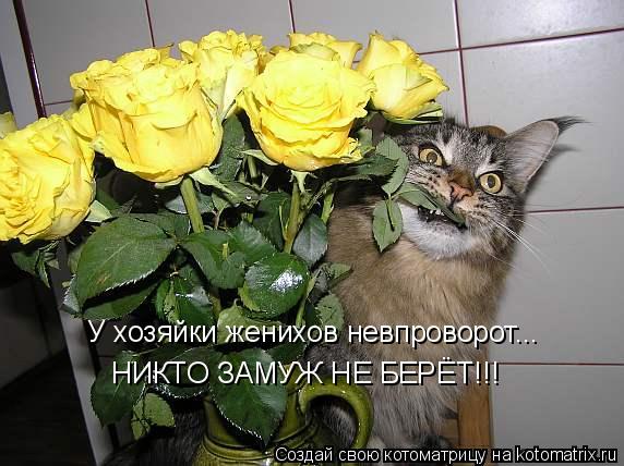Котоматрица: У хозяйки женихов невпроворот... НИКТО ЗАМУЖ НЕ БЕРЁТ!!!