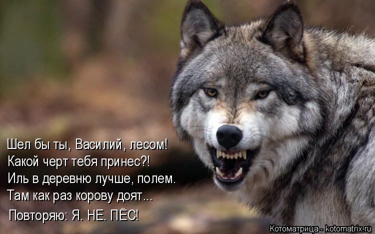 Котоматрица: Шел бы ты, Василий, лесом! Какой черт тебя принес?! Иль в деревню лучше, полем. Там как раз корову доят... Повторяю: Я. НЕ. ПЁС!