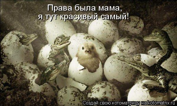 Котоматрица: Права была мама,  я тут красивый самый!